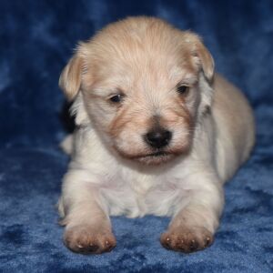 Miniature Schnauzer Puppy Ansen