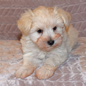 Miniature Schnauzer Puppy Ansen