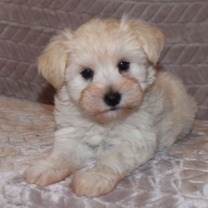 Miniature Schnauzer Puppy Ansen