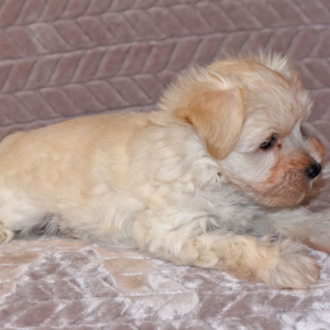 Miniature Schnauzer Puppy Ansen