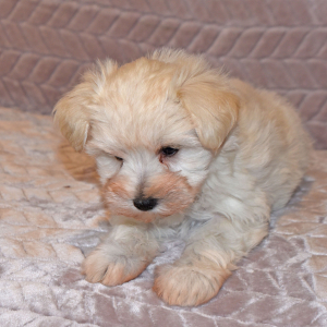 Miniature Schnauzer Puppy Ansen