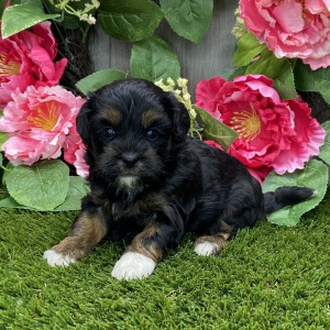 Shihpoo Puppy Kallie