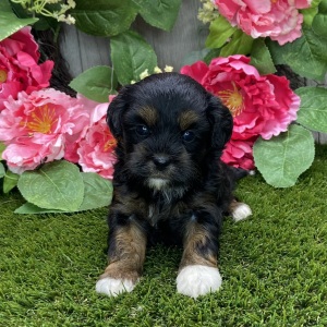 Shihpoo Puppy Kallie