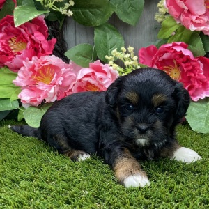 Shihpoo Puppy Kallie
