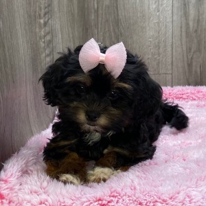 Shihpoo Puppy Kallie