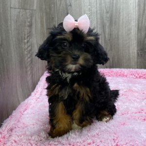 Shihpoo Puppy Kallie