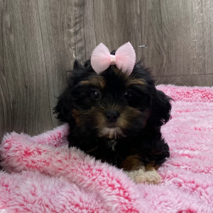 Shihpoo Puppy Kallie