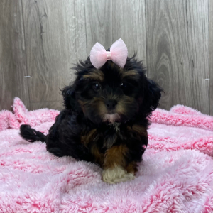 Shihpoo Puppy Kallie
