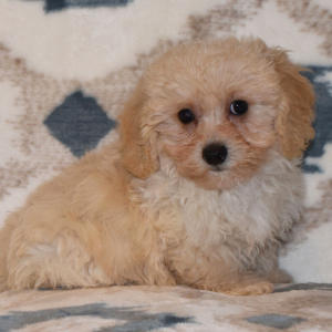 Cavapoo Puppy Diesel