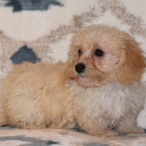 Cavapoo Puppy Diesel