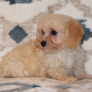 Cavapoo Puppy Diesel