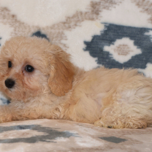 Cavapoo Puppy Diesel