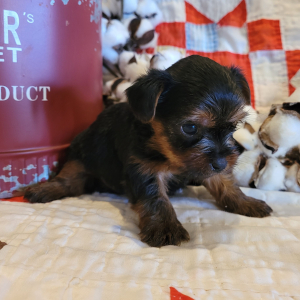 Yorkshire Terrier Puppy Winston