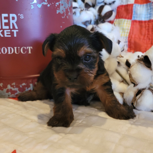 Yorkshire Terrier Puppy Winston