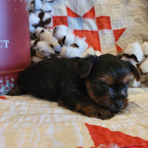 Yorkshire Terrier Puppy Winston