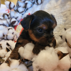 Yorkshire Terrier Puppy Winston