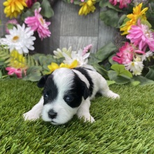 Havapoo Puppy Bennie