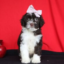 Portuguese Water Dog Puppy Helena