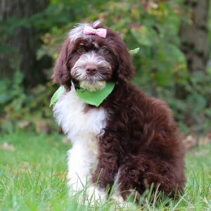 Portuguese Water Dog Puppy Helena
