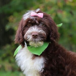 Portuguese Water Dog Puppy Helena