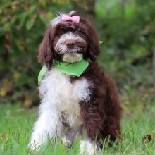 Portuguese Water Dog Puppy Helena