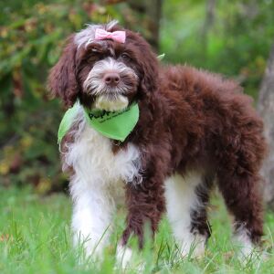 Portuguese Water Dog Puppy Helena