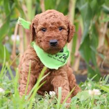 Goldendoodle Puppy Beckham