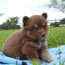 Pomsky Puppy Rathian
