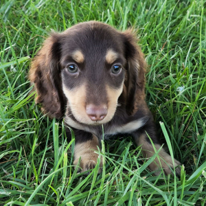Dachshund Puppy Button