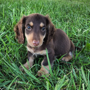 Dachshund Puppy Button