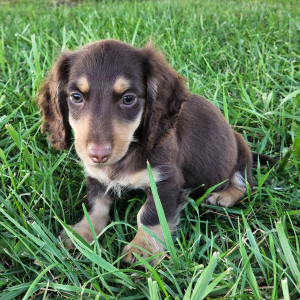 Dachshund Puppy Button