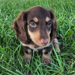 Dachshund Puppy Button