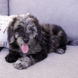 Goldendoodle Puppy Chase