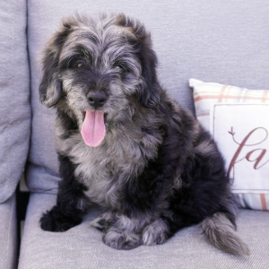 Goldendoodle Puppy Chase