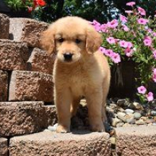 Golden Retriever Puppy Shayla