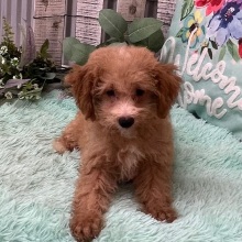 Aussiedoodle Puppy Gage