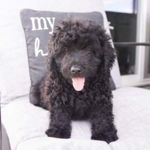 Goldendoodle Puppy Brian