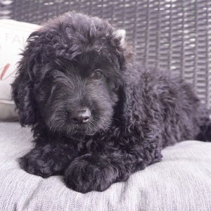 Goldendoodle Puppy Brian