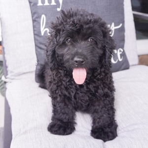 Goldendoodle Puppy Brian