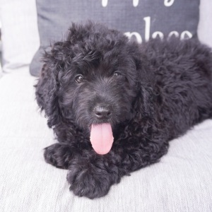 Goldendoodle Puppy Brian