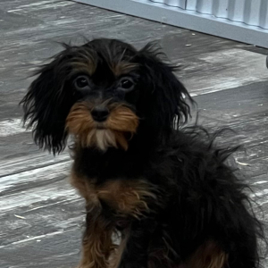 Cavapoo Puppy Brooke