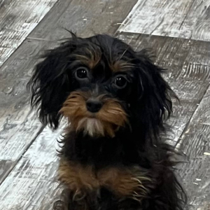 Cavapoo Puppy Brooke