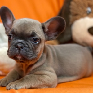 French Bulldog Puppy Huff Puff
