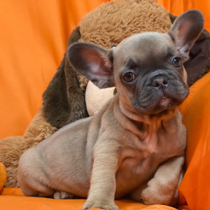 French Bulldog Puppy Huff Puff