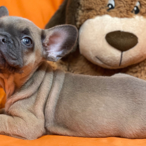 French Bulldog Puppy Huff Puff