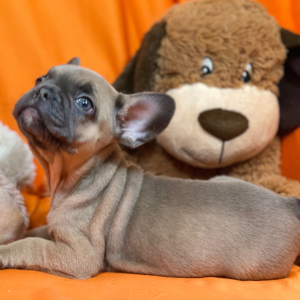 French Bulldog Puppy Huff Puff