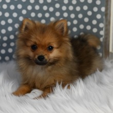 Pomeranian Puppy Scooter