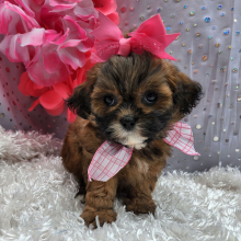 Shihpoo Puppy Maizey