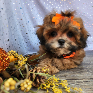 Shihpoo Puppy Maizey