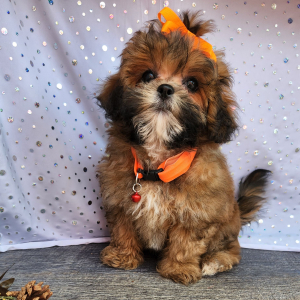 Shihpoo Puppy Maizey